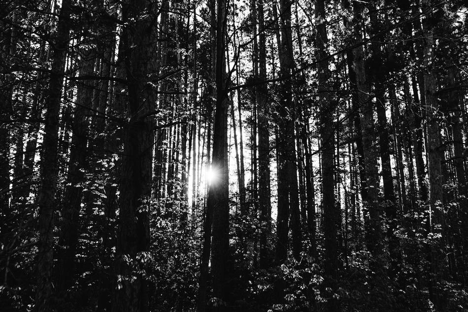 Forest Flare Wood