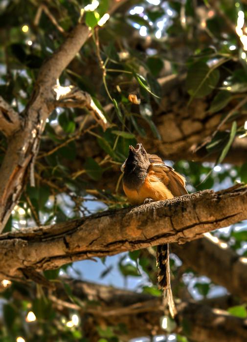 Animal Bird Nature
