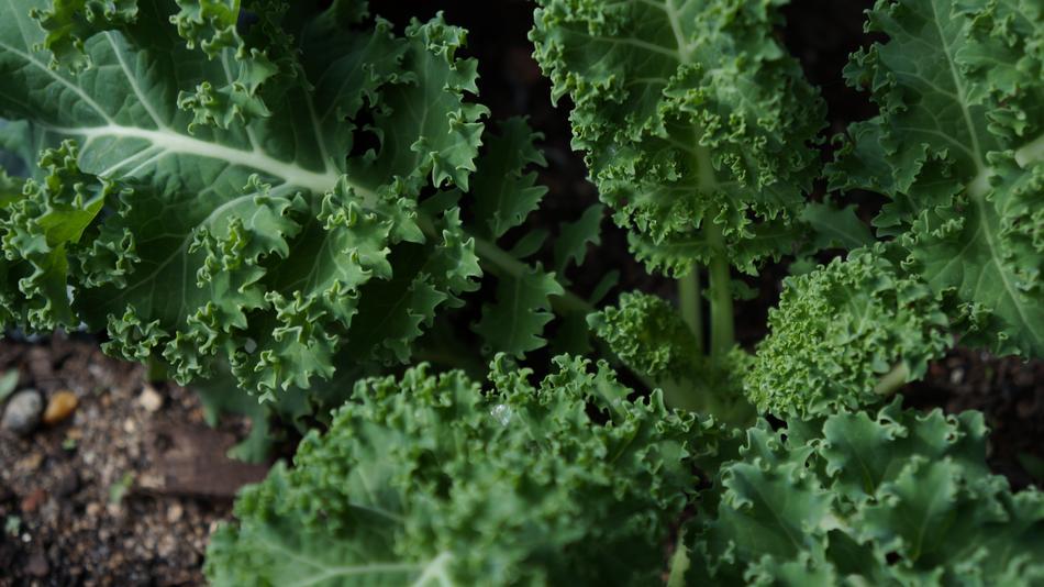 Vegetable Flora Leaf