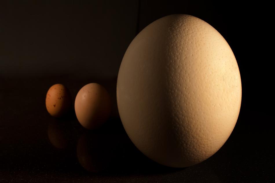 Egg Macro Food Close
