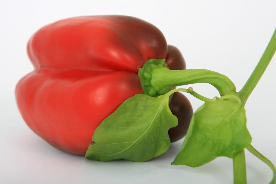 Appetite Calories Closeup