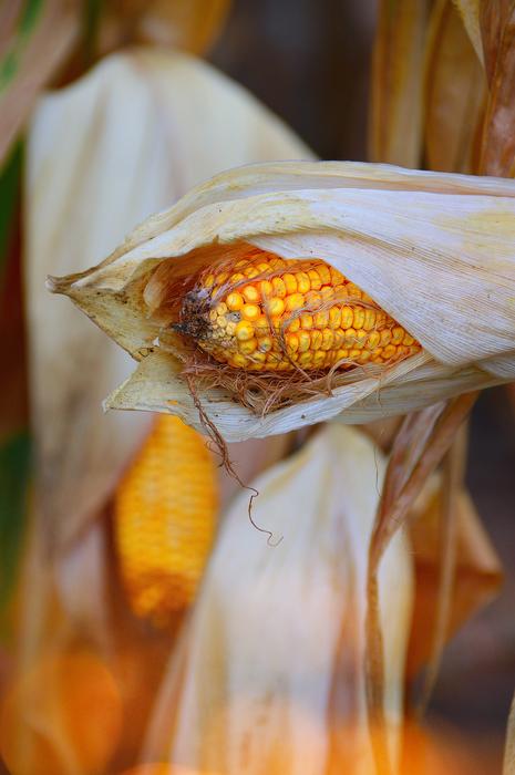 Food Corn Nature