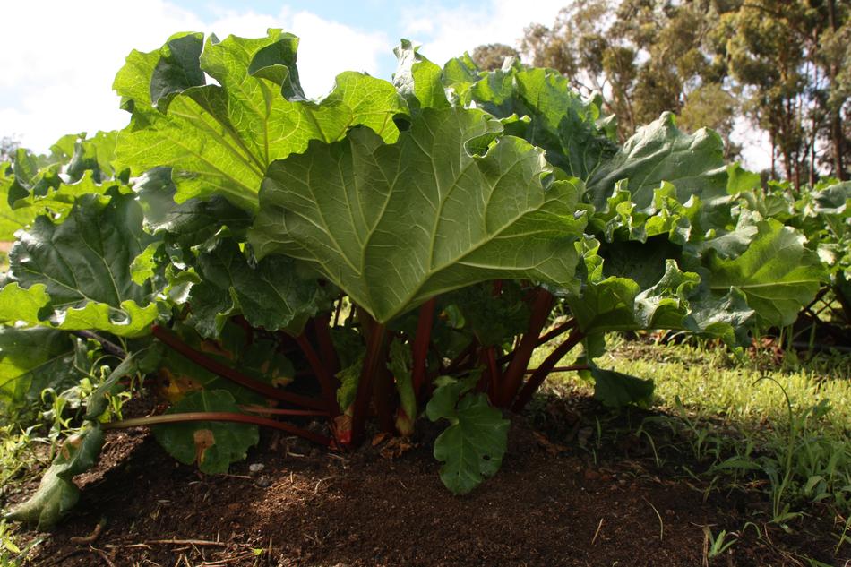Rhubarb Plant in Garden