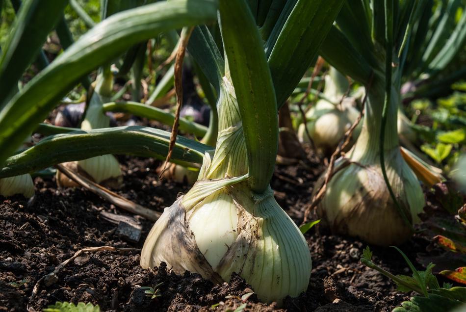 onion fruit in the garden
