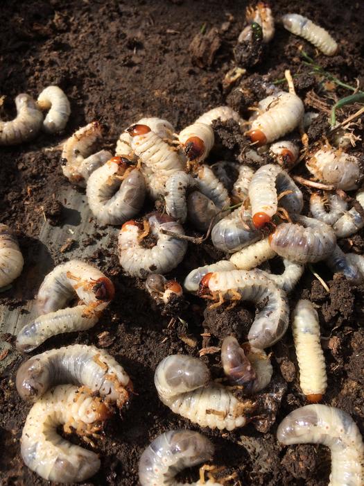 maggots in the ground