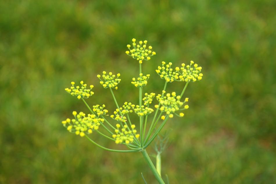 Fennel Blossom Bloom