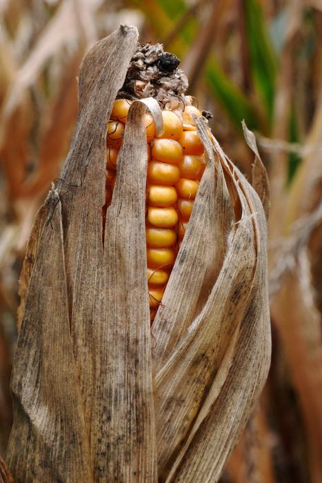 corn in leaves