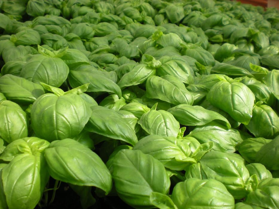 Basil Pistou Plants