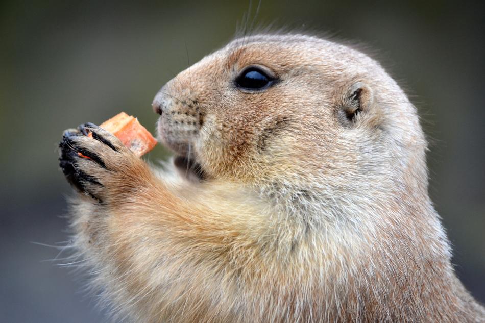 Marterachtig Food