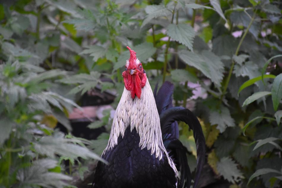 rooster in the bush