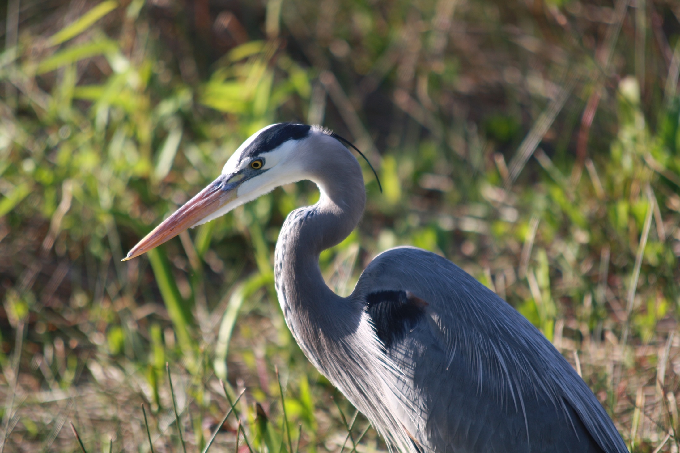 Ild bird in the wild free image download