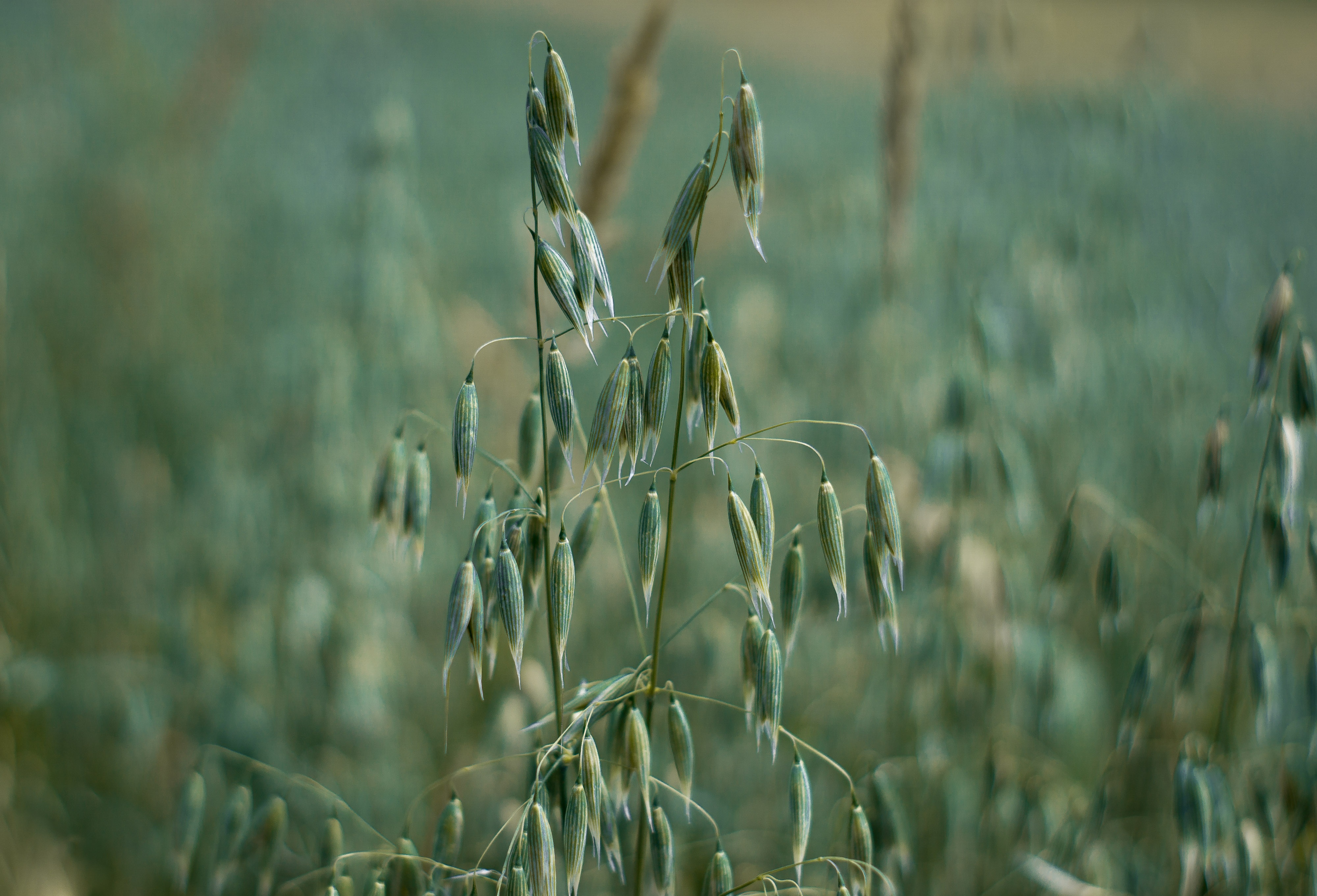 Овес фото. Овес посевной (Avena Sativa). Овсюг Людовика. Овсюг в степи. Степь овсюг России.