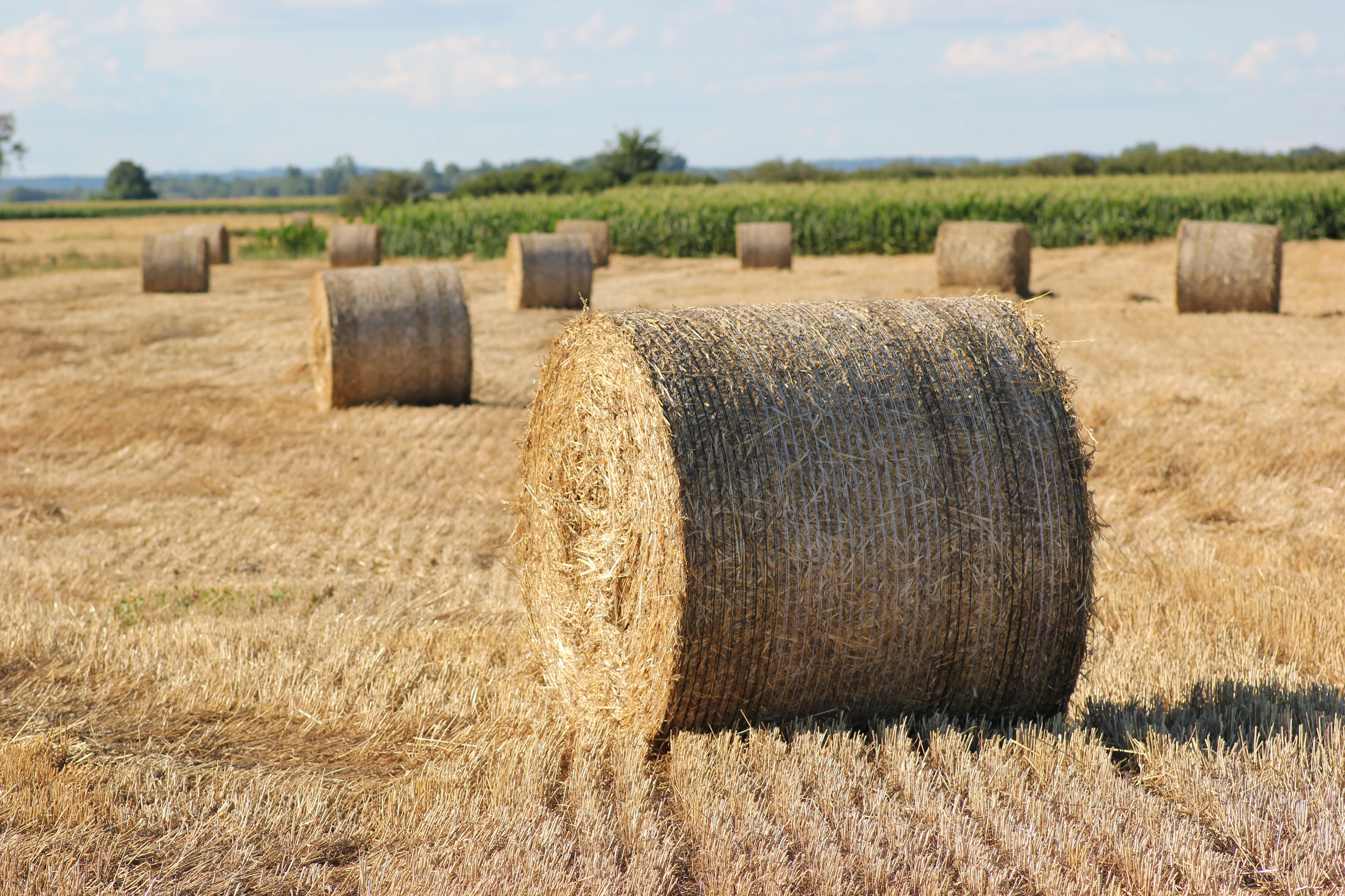 Круглые тюки соломы. Сетка сенажная тюковочная. Straw Bales. Сено в тюках. Солома в тюках
