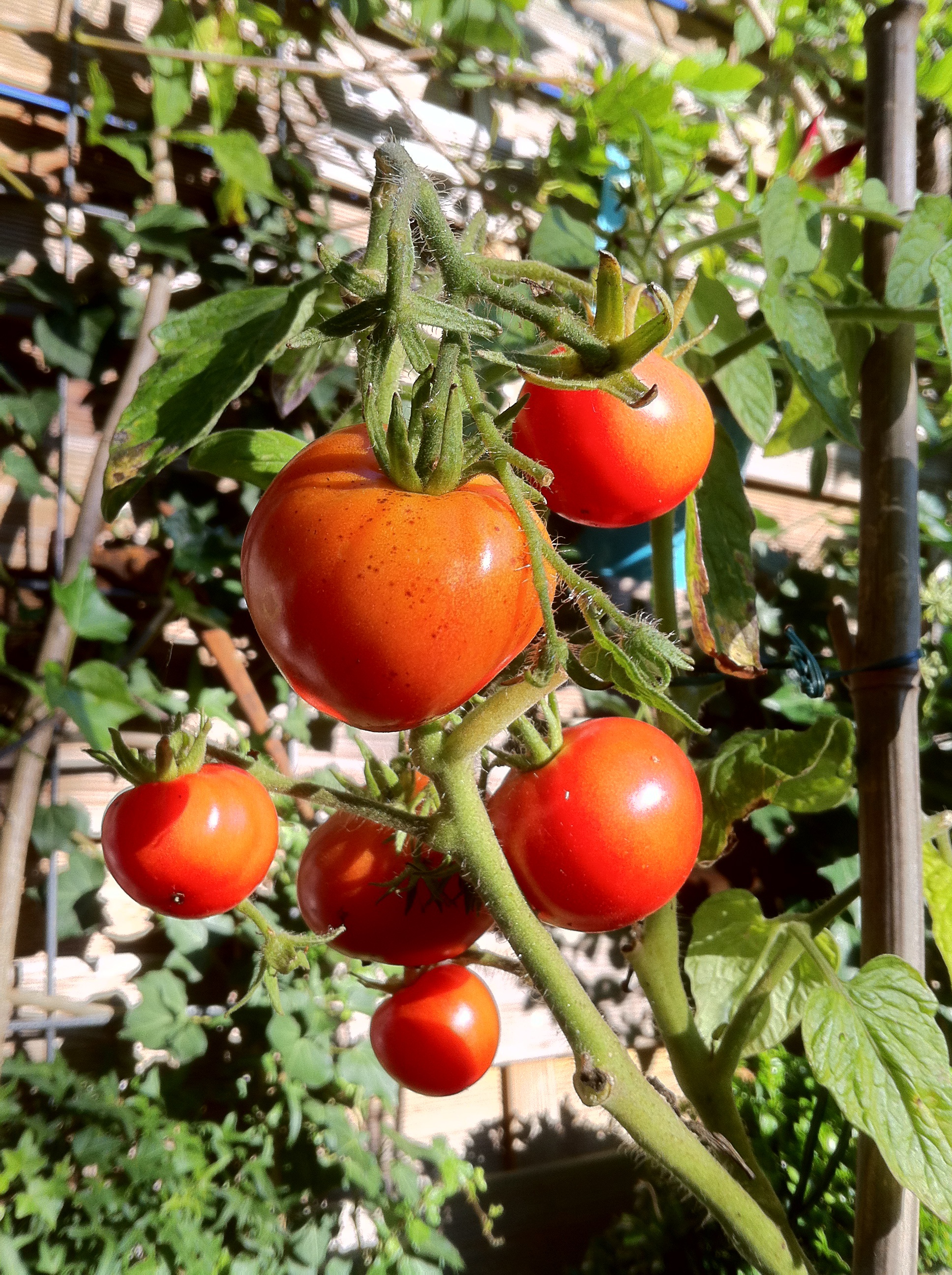 Bush Tomatoes Tomato free image download
