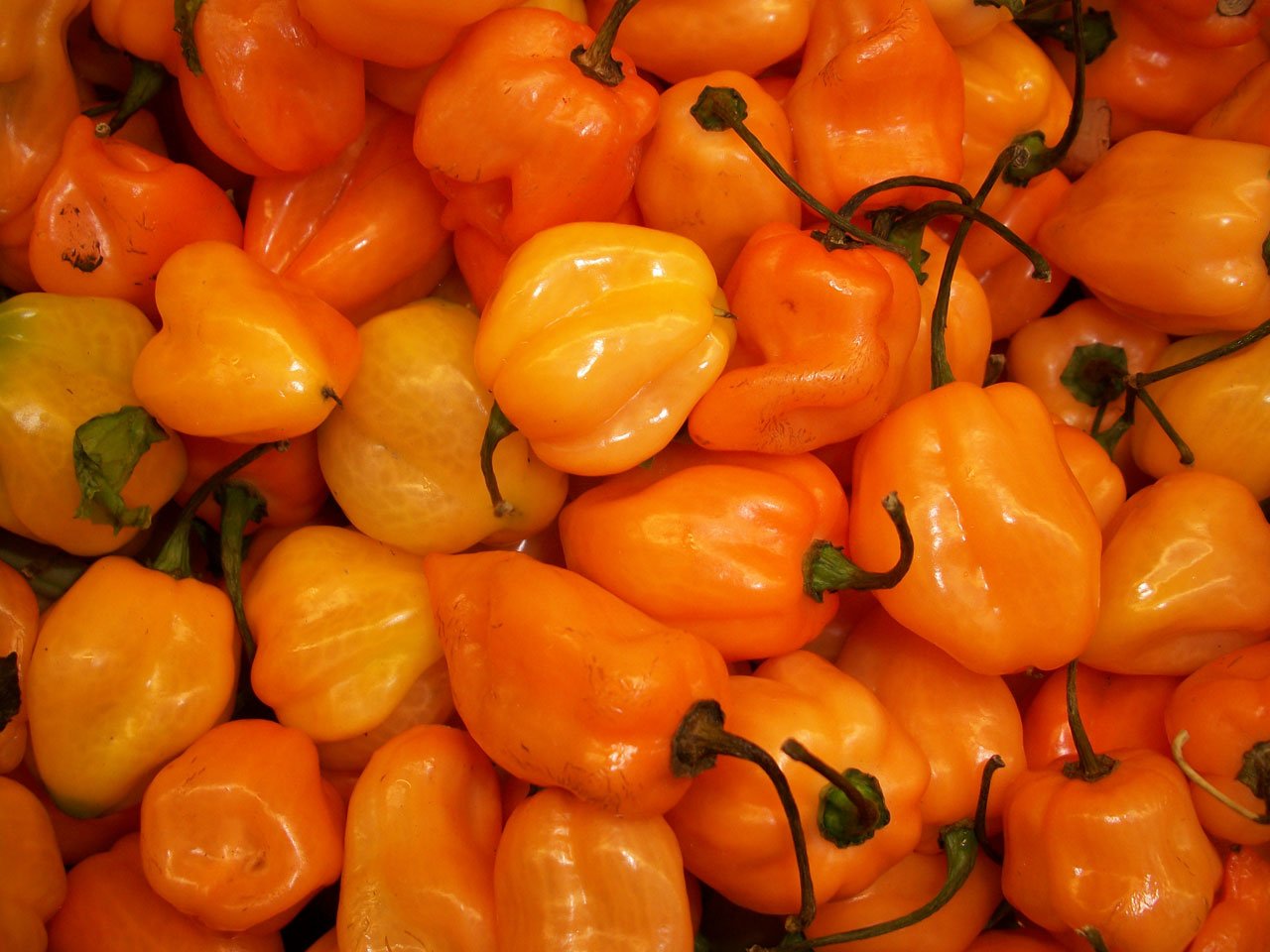 Habanero Chilli Peppers free image download