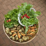 Harvested vegetables from the field