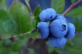 Blueberry Culinary Food