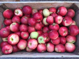 Apples Farmers Market Basket