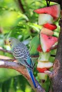 fluffy parrot next to snacks