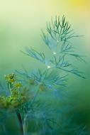 parsley greens in close up