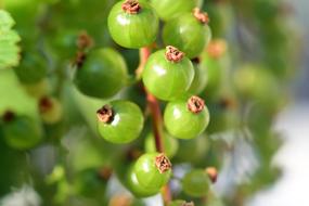 Currant Green Bush