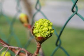 green Plant Food