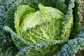 Savoy Cabbage Welsch