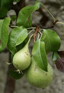 Pears Green Fruit