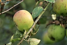 Green apples on branches