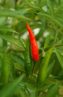 Food Chilli