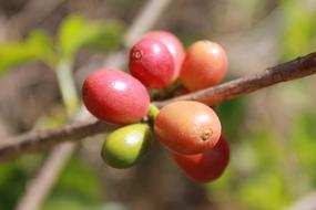 Coffee Bean