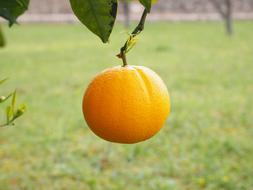 Orange Fruit Tree Citrus