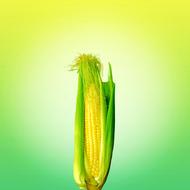 Food Corn Yellow