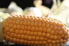 Corn On The Cob Harvest