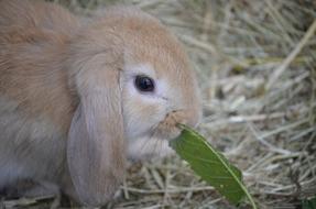 Dwarf Hare Brown Floppy Ear