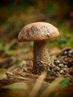 Mushroom Forest Nature