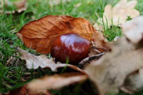 Chestnut Fruit Maroni Autumn