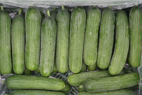 Mini Cucumbers