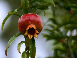 ripe Pomegranate Fruit in nature