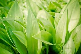 Garlic Leaves Bear&#39;S Allium