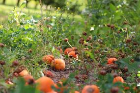 Fruit Apricots Nature