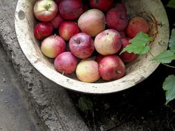 Apples Vegetables Fruit