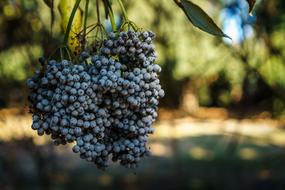 Blueberries Fruits Food