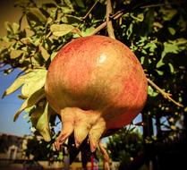 Pomegranate Fruit Food