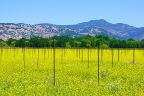 Winery field