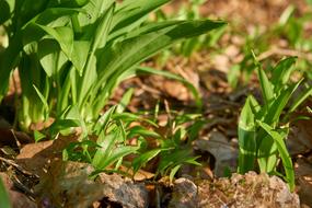 Bear&#39;S Garlic Allium Ursinum Wood