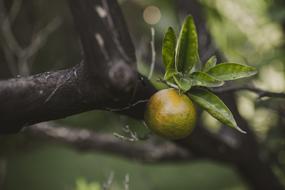 Nature Fruit Food