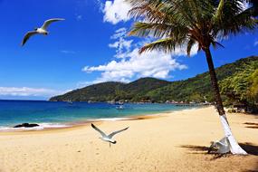 Seagulls flying over the ocean