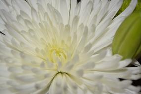 Wildflower Flower Chrysanthemum macro view