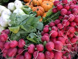 Radishes Radish Pumpkin